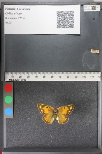 Media type: image;   Entomology 118752